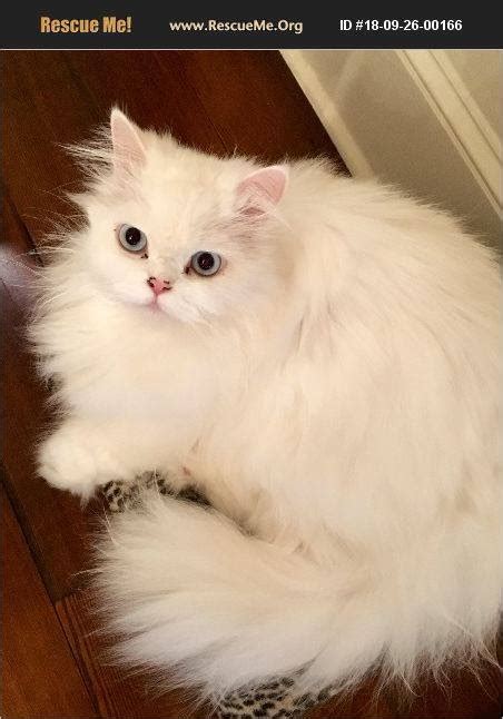 I have mentioned genetic diseases in purebred cats above. Rescue Me! Persian Rescue - Home | Facebook