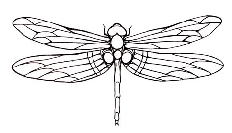 Flying Dragonfly Tattoos Transparent Background Png Play