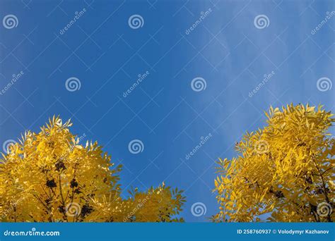 Yellow Leaves On The Tree And Blue Clear Sky Background On A Sunny