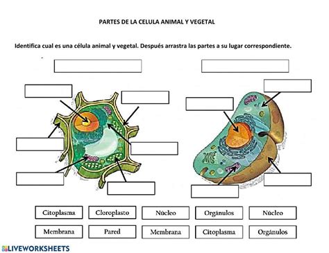 Partes De La Celula Animal Y Vegetal Ficha Interactiva Partes De La