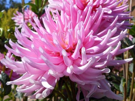 Blossom Of Spiky Dahlia In Light Pink Colour Stock Photo Image Of