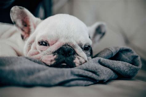 Pet White French Bulldog Puppy Laying On Gray Textile Canine Image