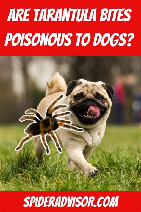 Are Tarantula Bites Poisonous To Dogs Spider Advisor