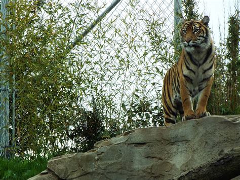 Sumatran Tiger Chester Zoo Zoochat