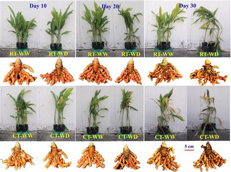 Morphological Characters Of Turmeric Curcuma Longa Plants Grown Under