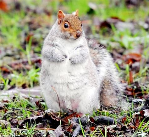 Britains Squirrels Are Getting Fat Thanks To The Warm
