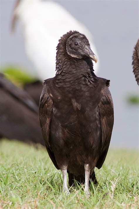 Ann Brokelman Photography Black Vulture In Titusville Florida 2014