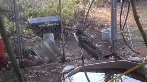 Young Eagle Or Huge Hawk Trapped In My Chicken Coop Youtube