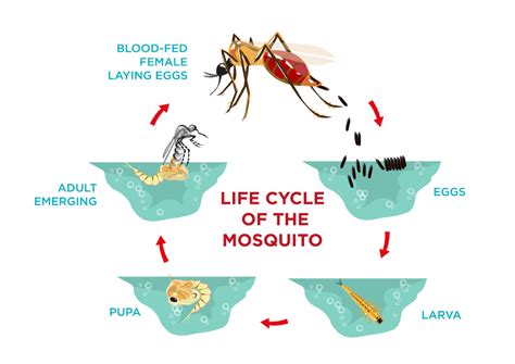 Mosquito Identification Life Cycle And Anatomy Types Of Mosquitoes