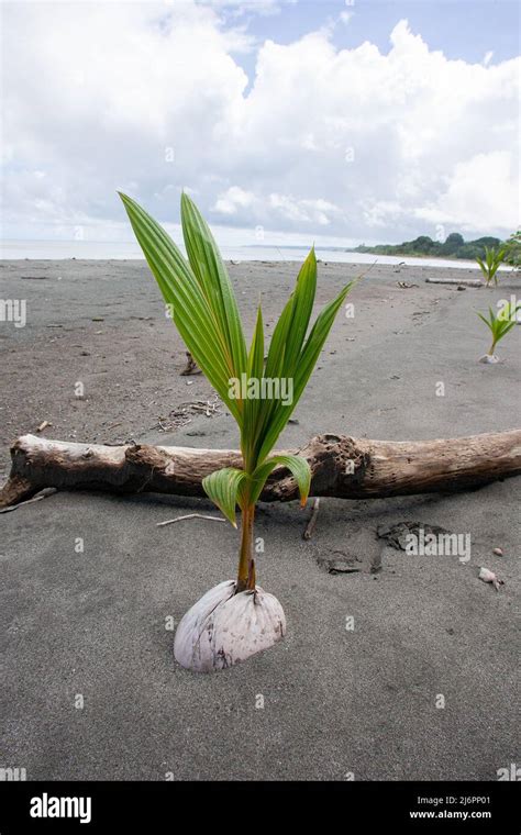 Coconut Seedling Coconut Sprouts On The Beach Stock Photo Alamy