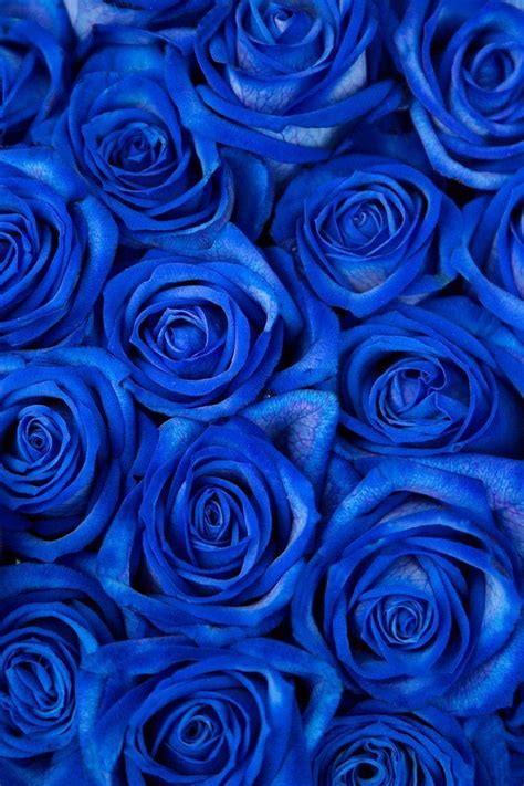 Dark Blue Flower Aesthetic Wallpapers Wallpaper Cave