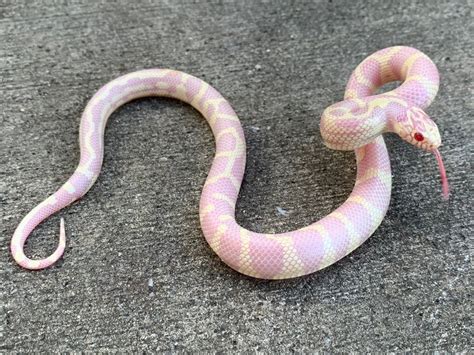 Albino Abberantjungle California King Snake For Sale Snakes At Sunset