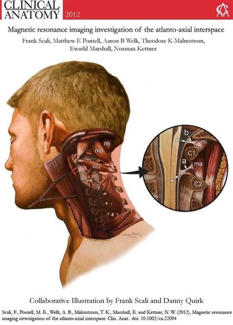 Clinical Anatomyanatomical Publications By Danny Quirk Via Behance