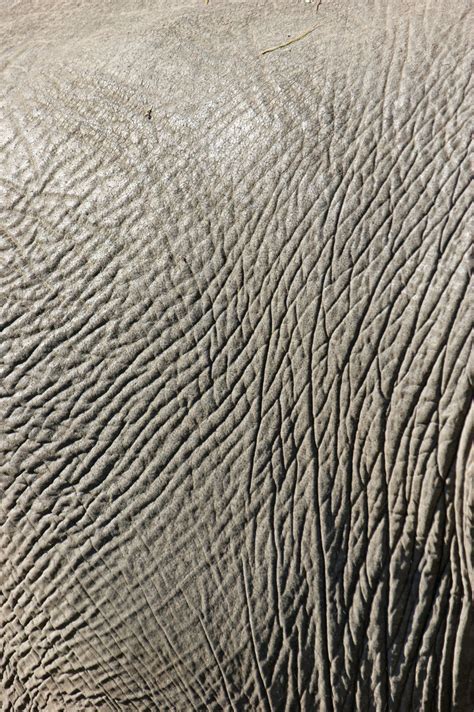 The Wrinkled Beautifully Textured Skin Of An African Elephant