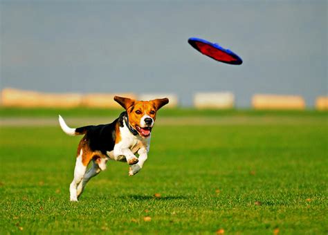 10 Top Fun Things To Do With Your Dog