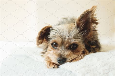 Adorable Little Dog Lying Down Most Popular Dog Breeds Little Dogs Dogs