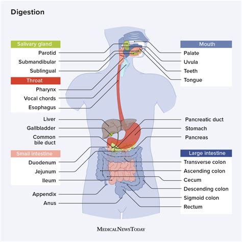 Human Stomach Liver Gallbladder Pancreas And Duodenum Model Anatomy Of Gastroenterology System