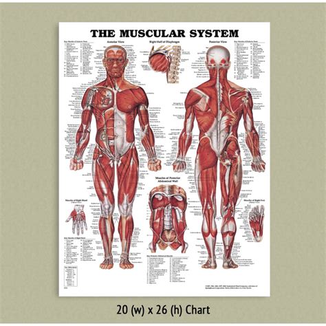 Muscular System Anatomical Poster Print Laminate Muscle Anatomy Chart Images