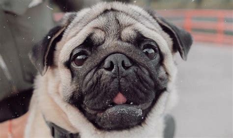 15 Reasons Why Pug Faces Are The Best Petpress