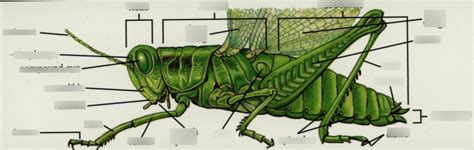 Grasshopper Labels Diagram Quizlet