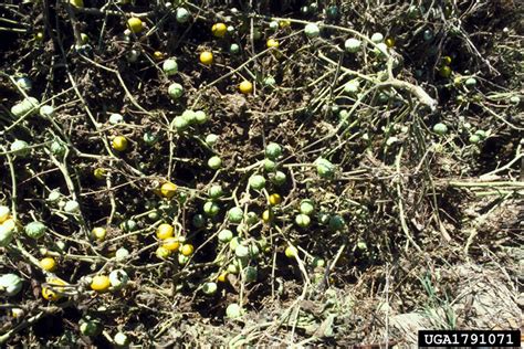 tropical soda apple solanum viarum solanales solanaceae 1791071