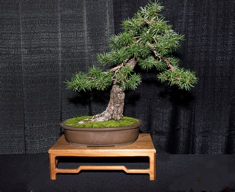 This is a list of some of the more commonly available abies species though it is by no means exhaustive. Douglas Fir Pseudotsuga menziesii pre bonsai tree live ...