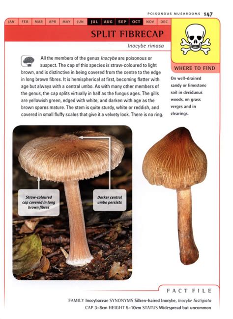 Identification Guide To Mushrooms Of Britain And Northern