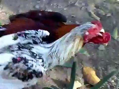 Kita semua sudah tahu bahwa sebagian besar ayam petarung yang ada di indonesia berasal dari. Sabung Ayam Vietnam - Harga 4 Ayam Aduan Ini Bikin Melongo ...