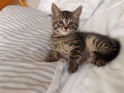 Kittens are loads of fun, but they're also. Maine Coon X kittens, 1 tabby girl left | Newport, Newport ...