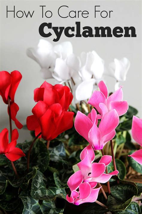 Cyclamen Care How To Grow Indoor Cyclamen Cyclamen Care Winter