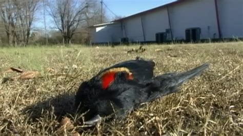 Whats Killing The Birds Video Abc News