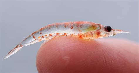 Shrimp Vs Krill Differences In Appearance Habitat And Behavior