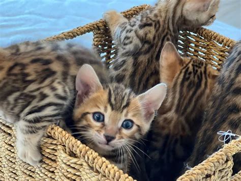 Bengal Cat Breeders Philadelphia Bengal Cat Sale