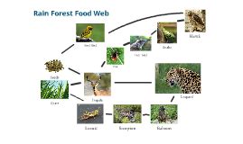 Amur Leopard Food Web Shefalitayal [ 281 x 474 Pixel ]
