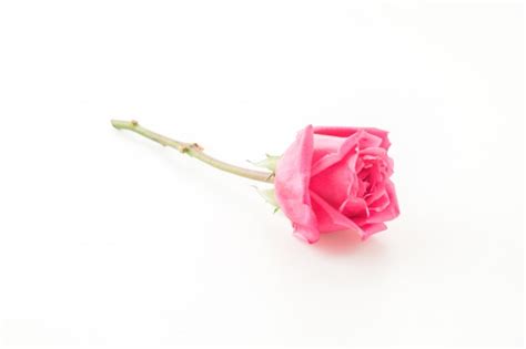 Pinke Rose Kostenlose Foto