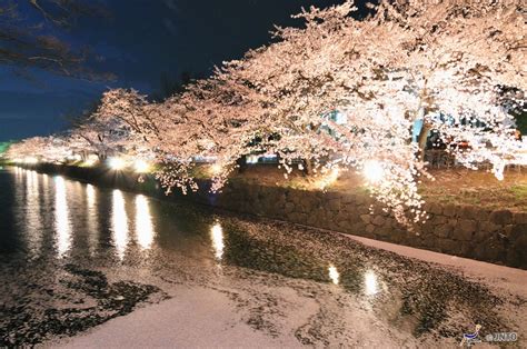 Sakura Series 3 Cherry Blossom Spots With A Castle Backdrop Shinetsu