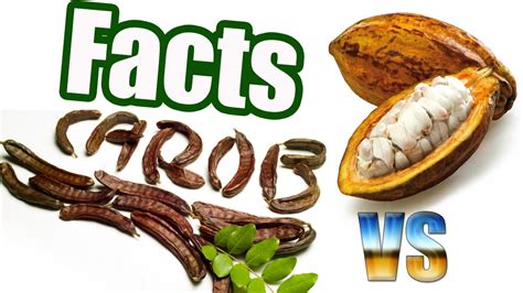Cacao Vs Carob Healthy Pros Consfacts History Youtube
