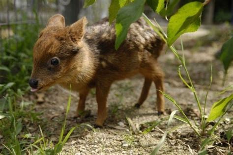 Meet The Pudu Baby Animal Zoo