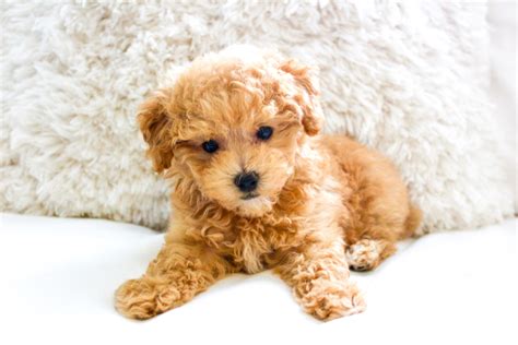 5 Reasons Why You Need A Maltipoo Puppy Life On Phillips Lane