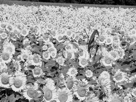 Black And White Sunflowers Photograph By Kim Galluzzo Wozniak Pixels