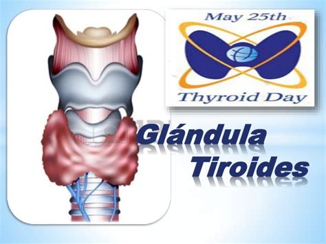Dr Tiroides Managua La Glándula Tiroidea