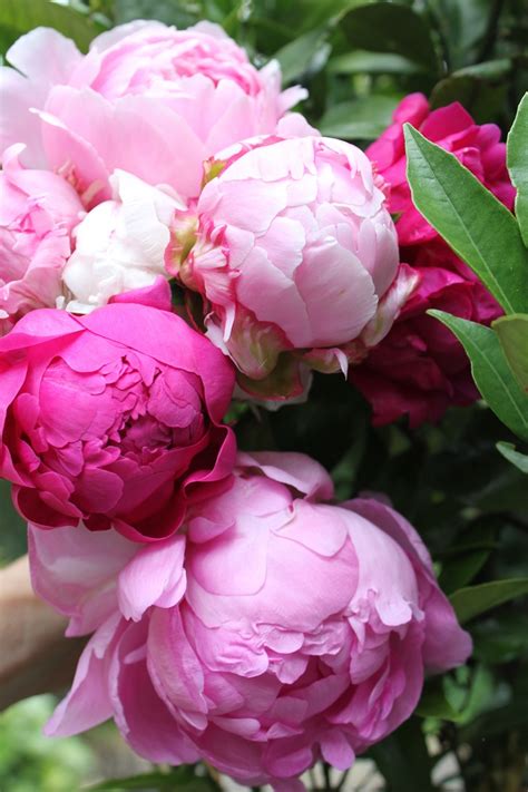 Maybe you would like to learn more about one of these? Top 10 Pretty Flowers to Plant this Summer - Top Inspired