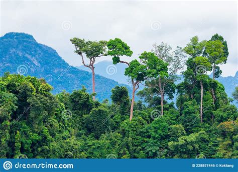 Lush Green Tropical Rainforest Stock Photo Image Of Beauty Lowland