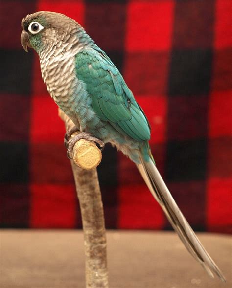 Turquoise Green Cheeked Conure History And Care With Pictures Pet Keen