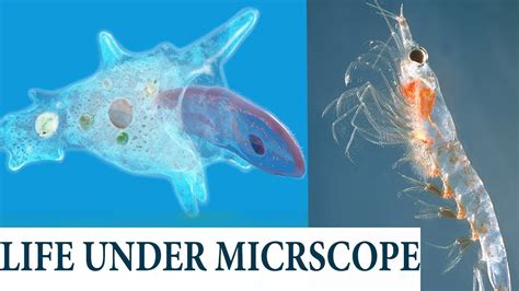 Life Under Microscope Living Under Microscope Microscopic Animal Youtube