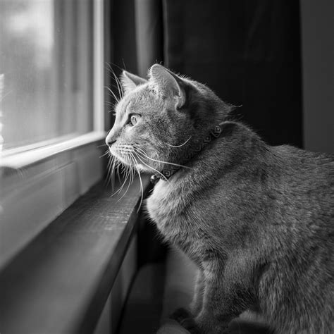 Pets of Joplin profile — The Joplin Toad