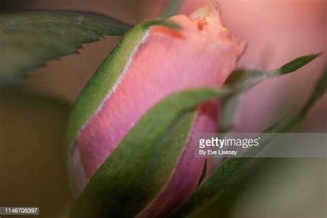 Rosebud Photos And Premium High Res Pictures Getty Images