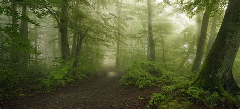 Green Forest Forest Path Mist Morning Hd Wallpaper Wallpaper Flare
