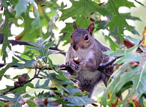 Squirrel Eating An Acorn Stock Photo Image Of Eating 1295342