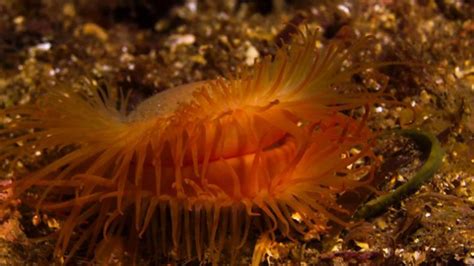 Damaged Scottish Reef Biggest Of Its Kind Bbc News
